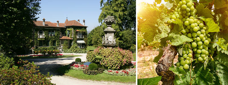 Vingården, Quinta da Aveleda i Portugal